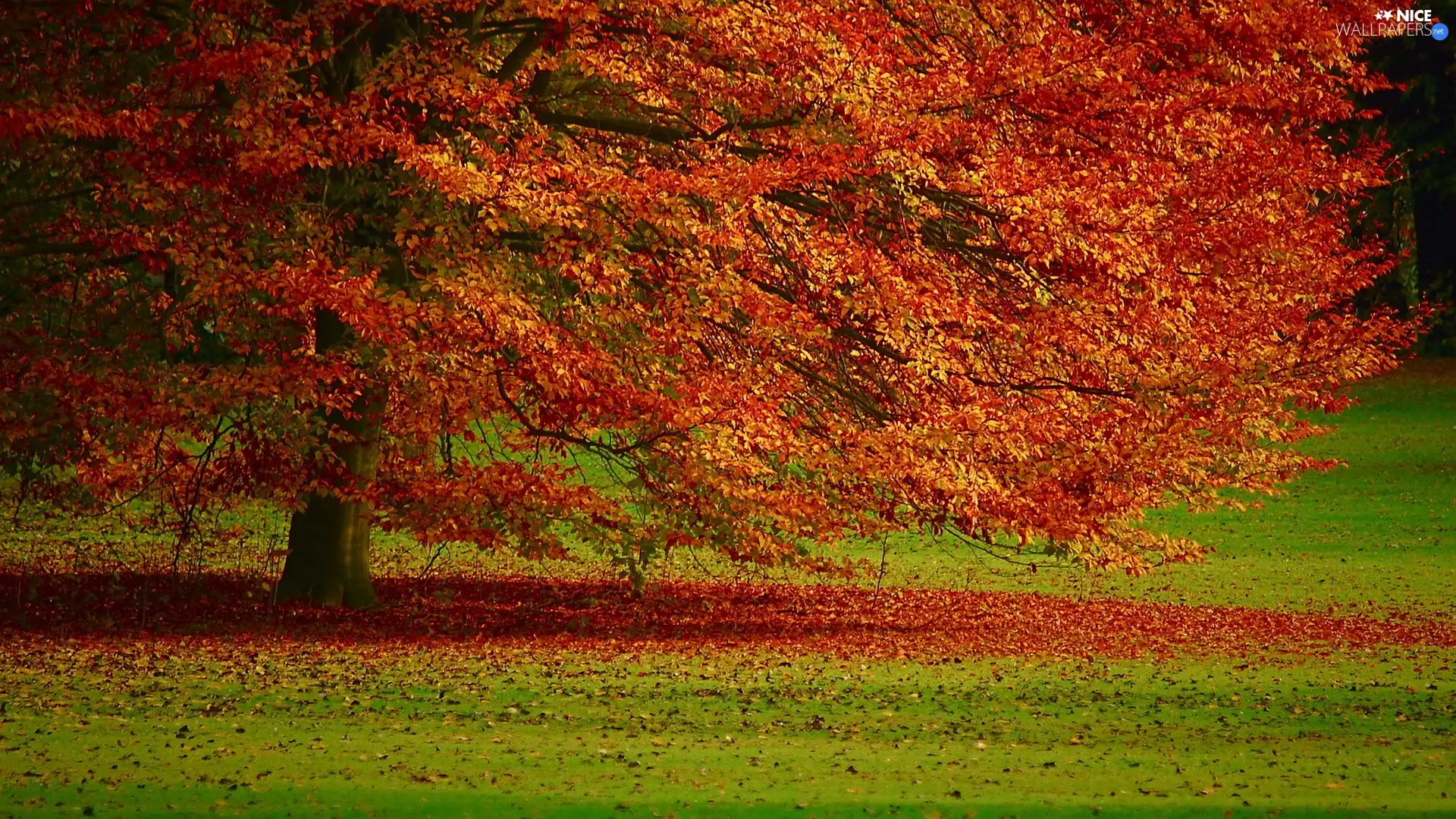 Leaf, trees, Autumn