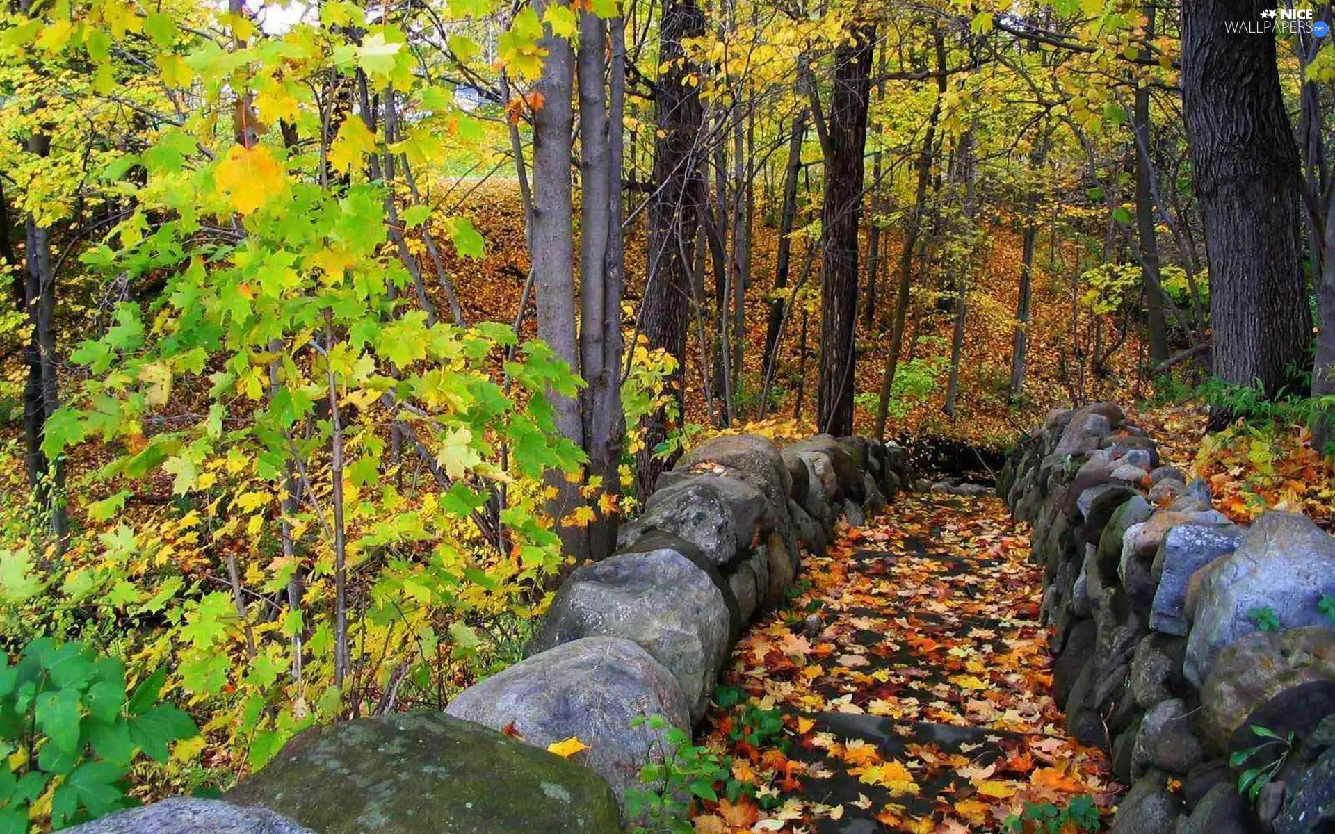 trees, forest, Leaf, autumn, viewes, Path