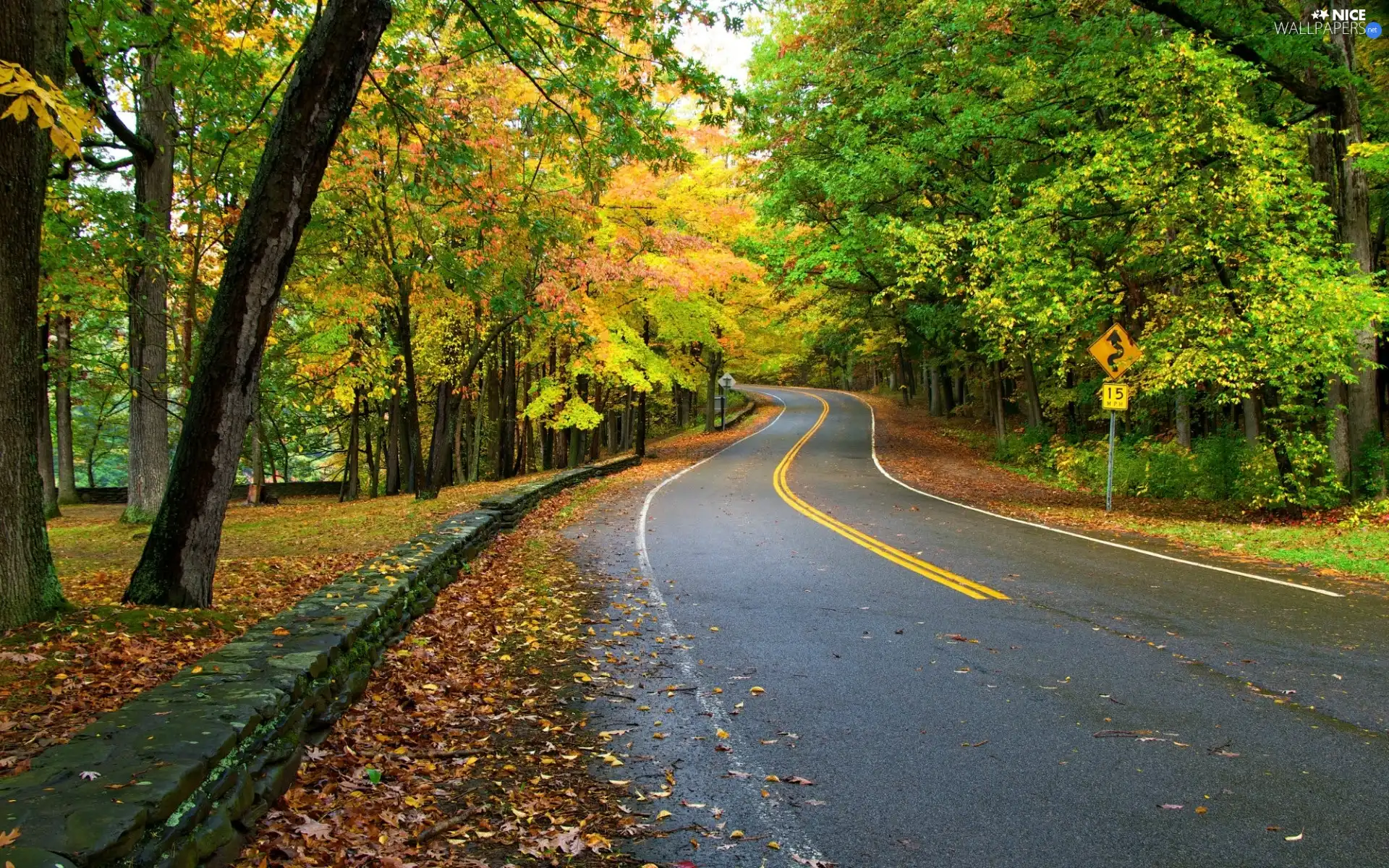 trees, Way, Leaf, autumn, viewes, forest