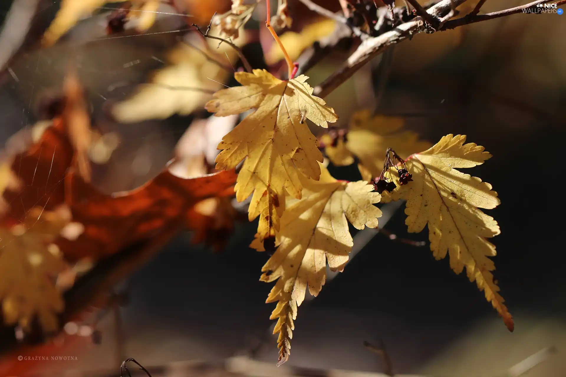 Leaf, Yellow, Autumn