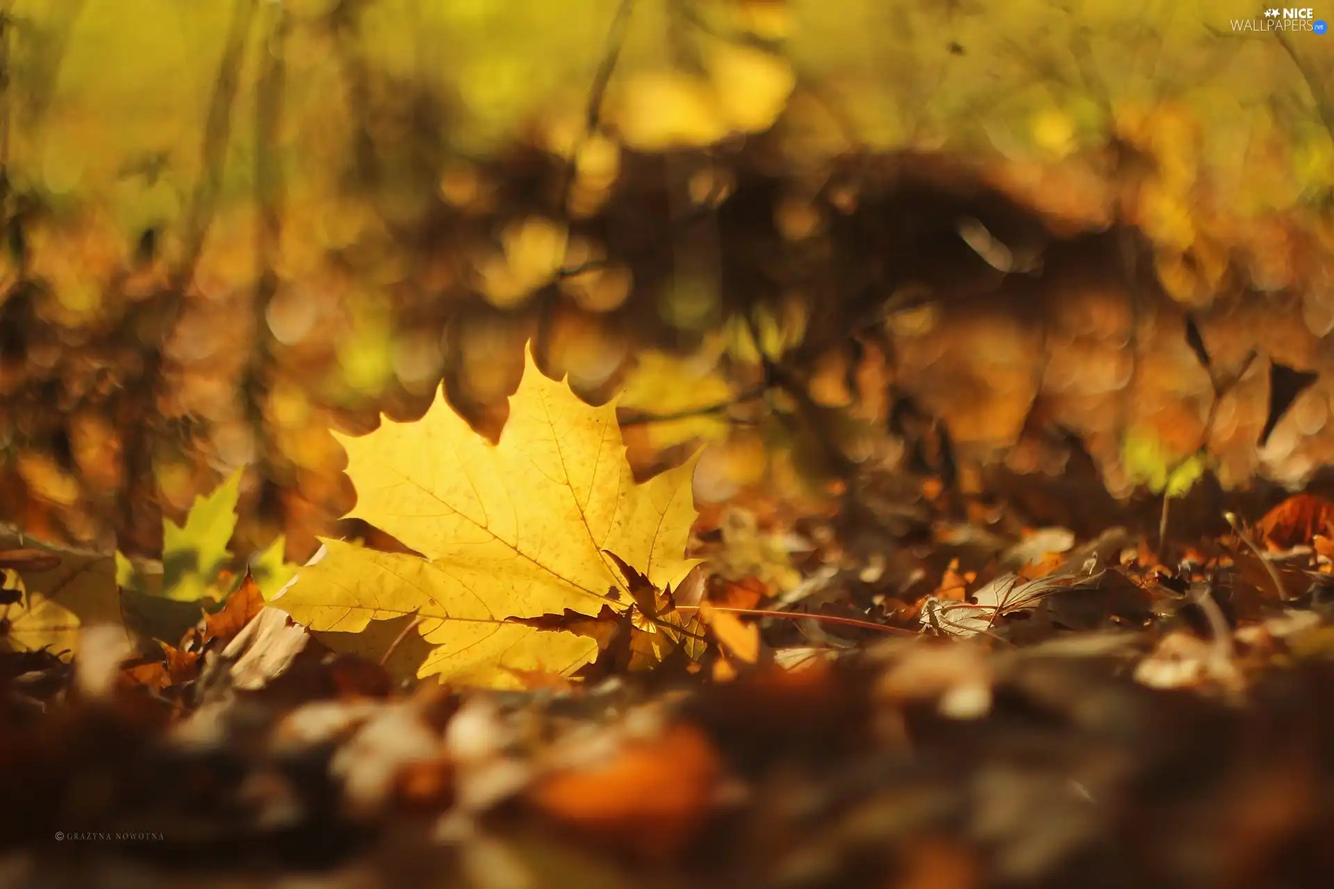 leaf, Yellow, Autumn