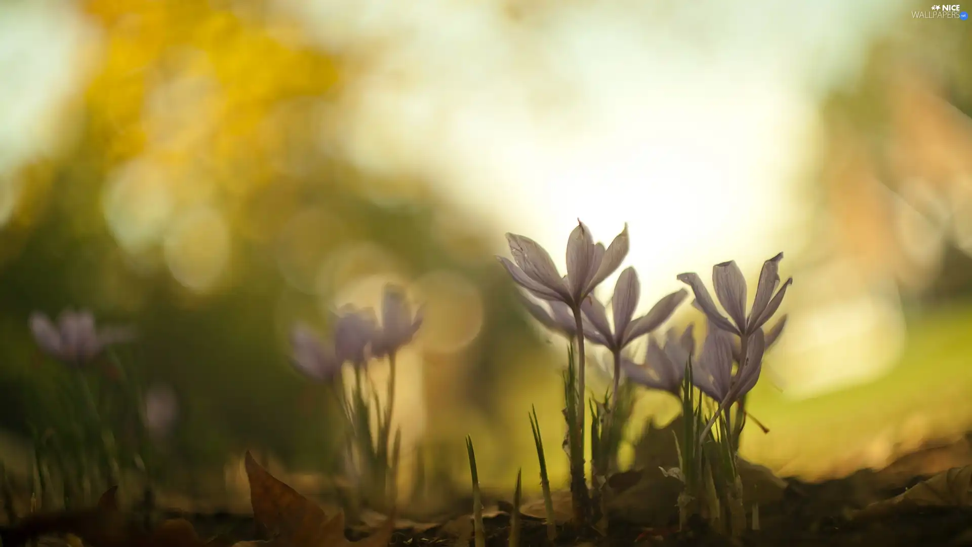 blurry background, crocuses, Leaf