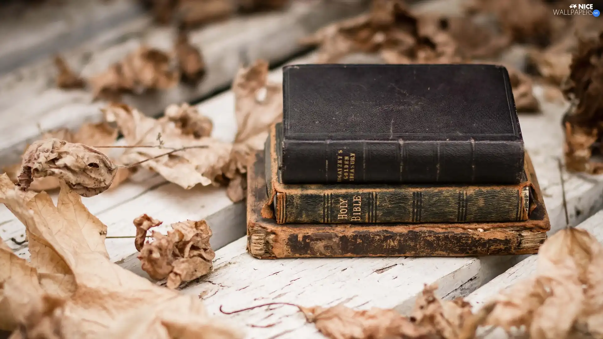 Leaf, Bible, Bench