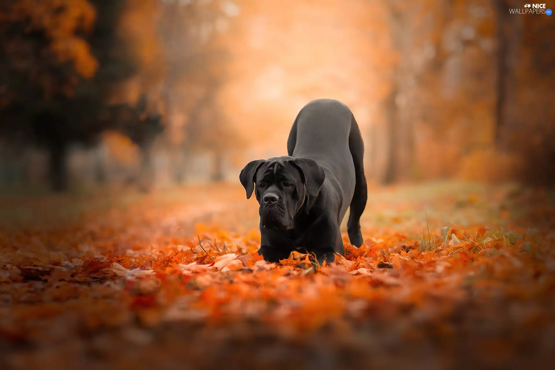 Cane Corso, Black, Leaf, autumn, Park, dog