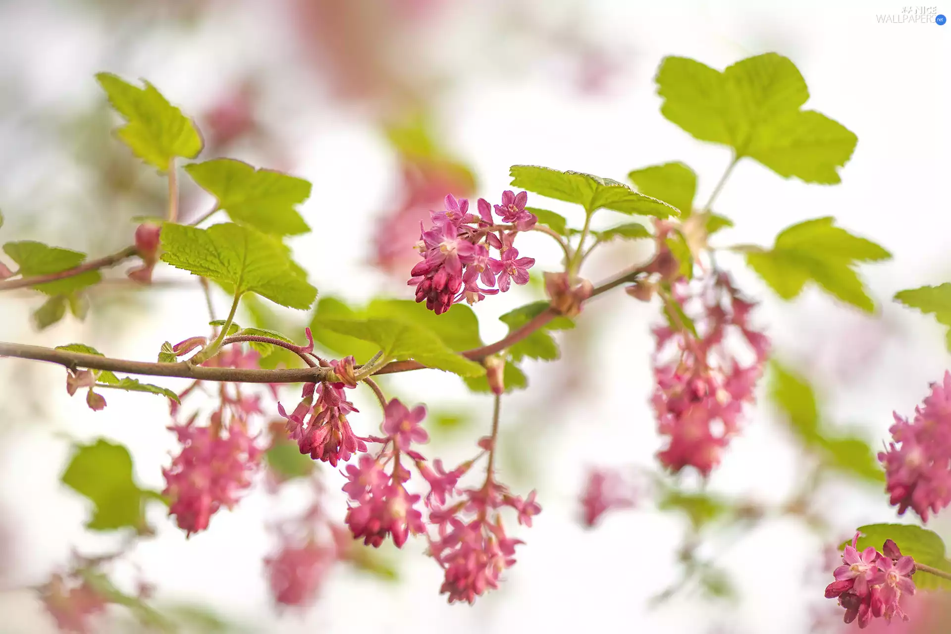 twig, Leaf, Bloody Currant, Flowers