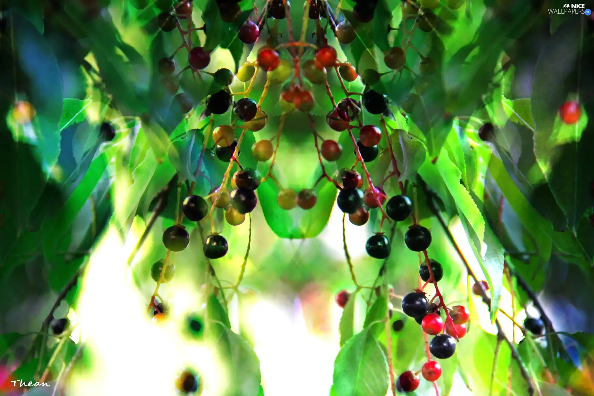 Leaf, color, blueberries