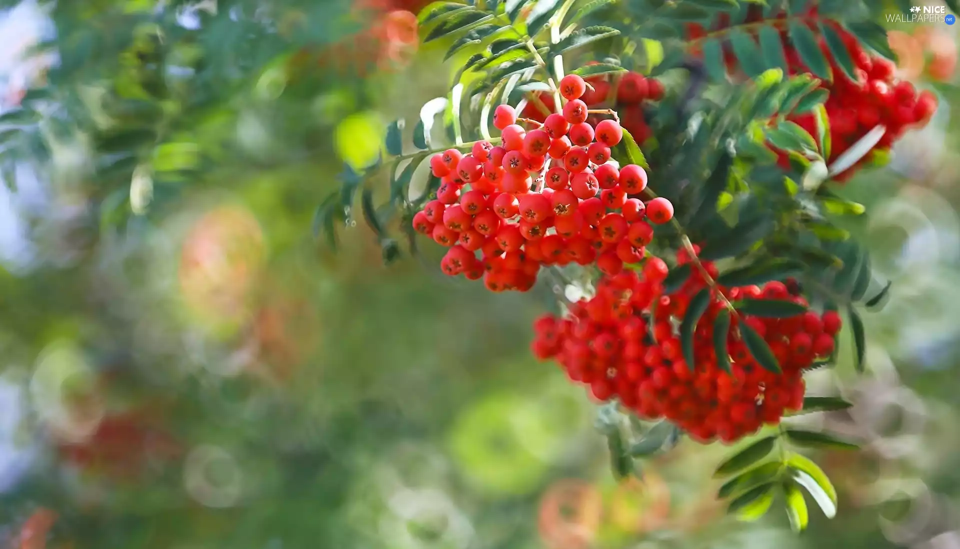 blurry background, Plant, Leaf
