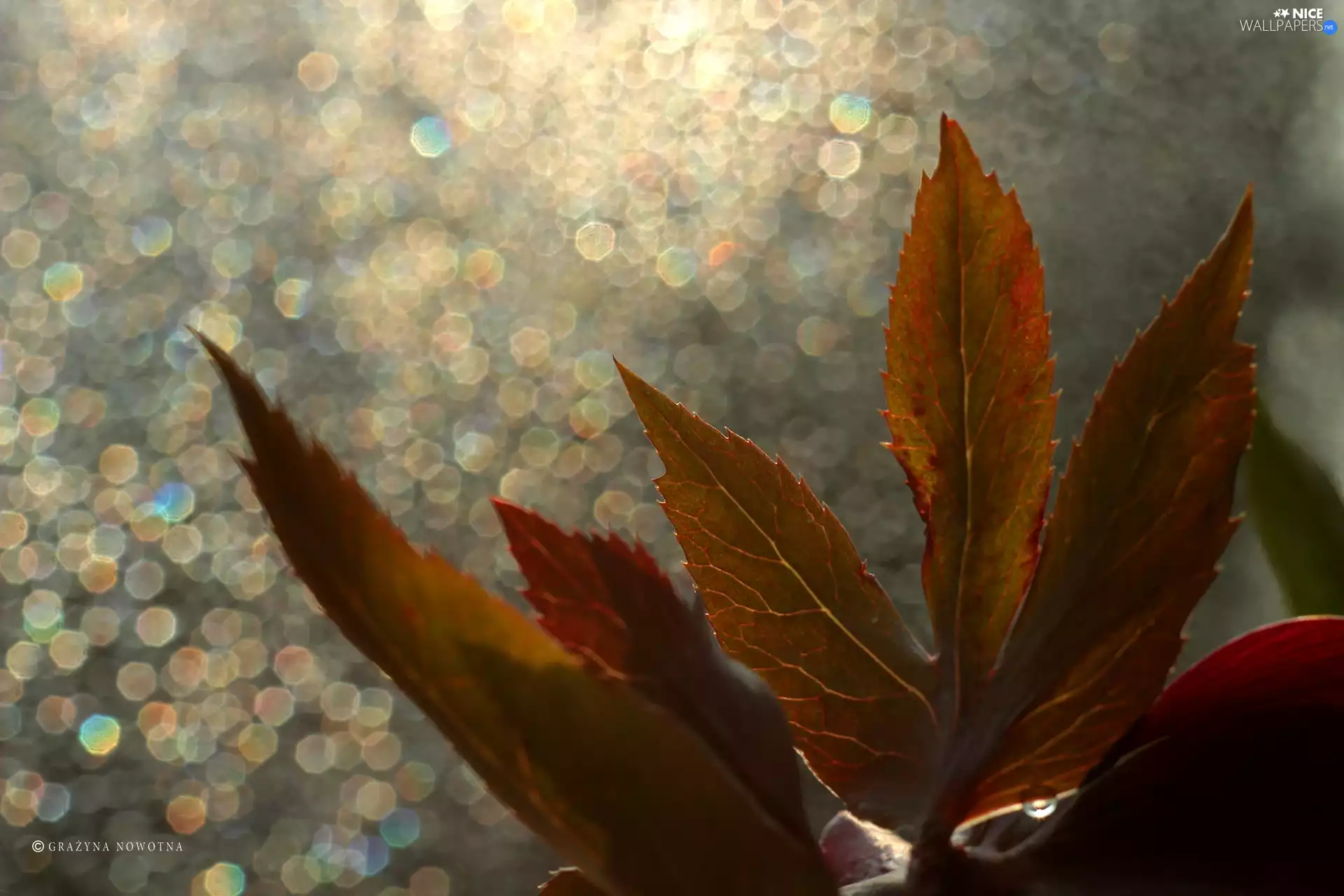 Leaf, Bokeh
