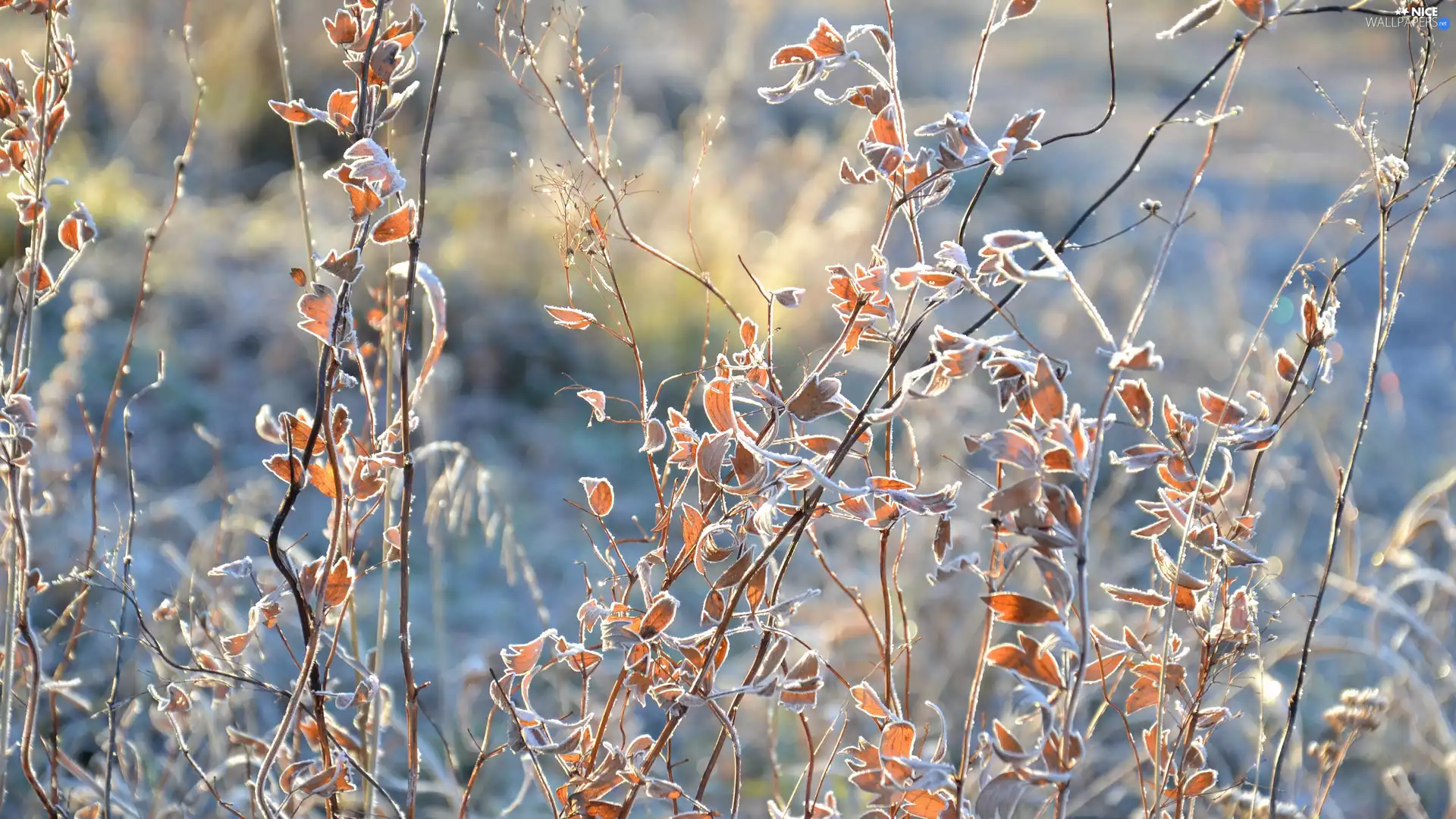 branch pics, Plants, Leaf
