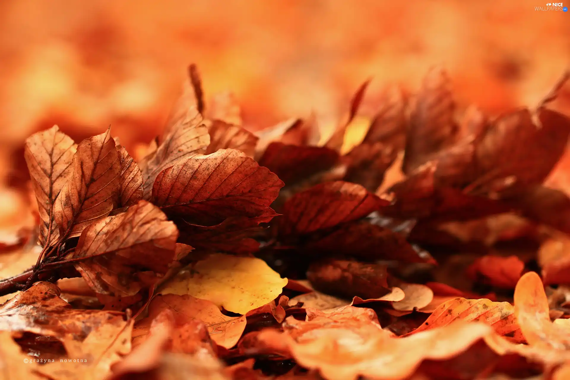 Leaf, dry, Brown