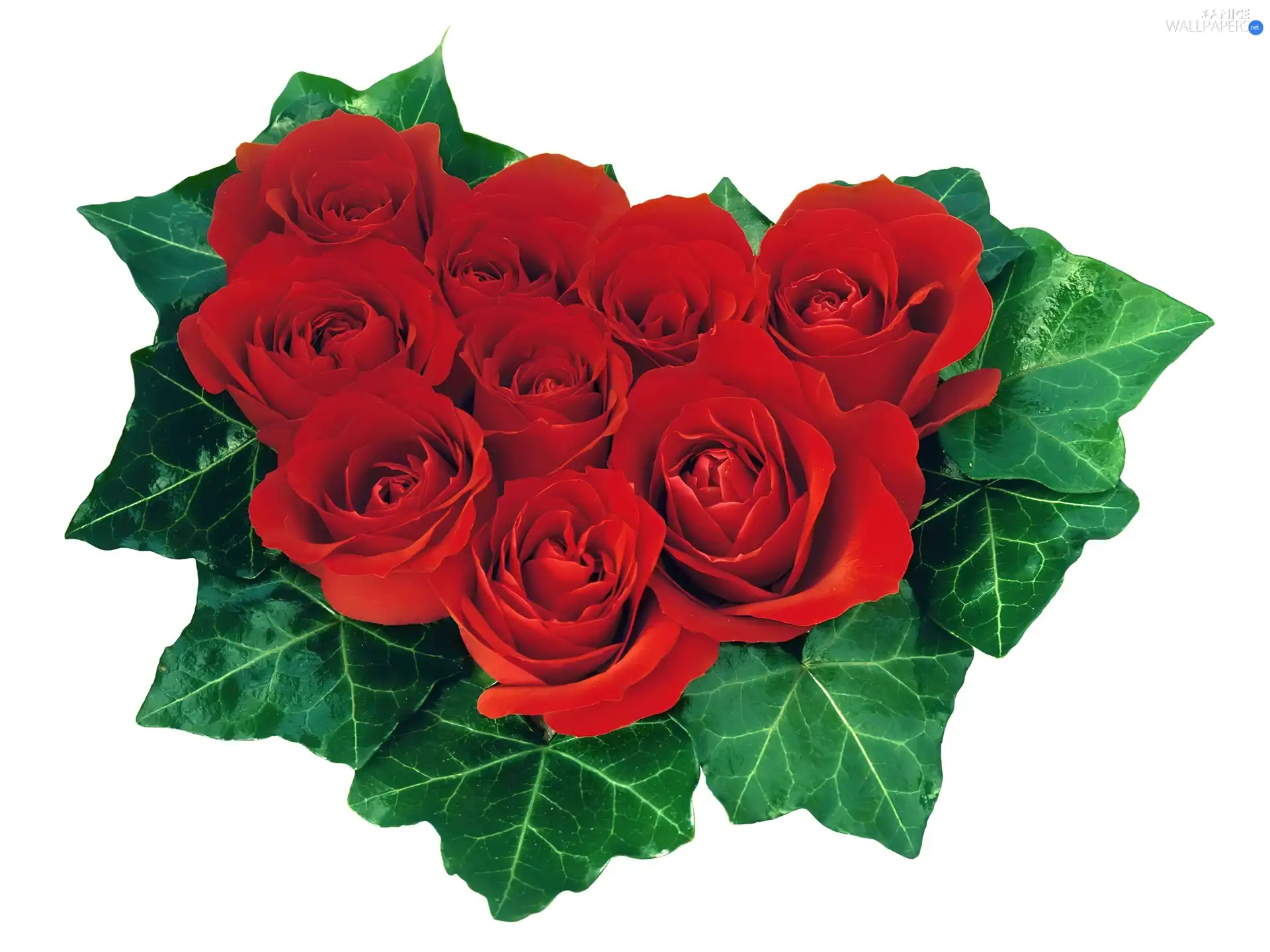 leaf, small bunch, roses, Green, Red