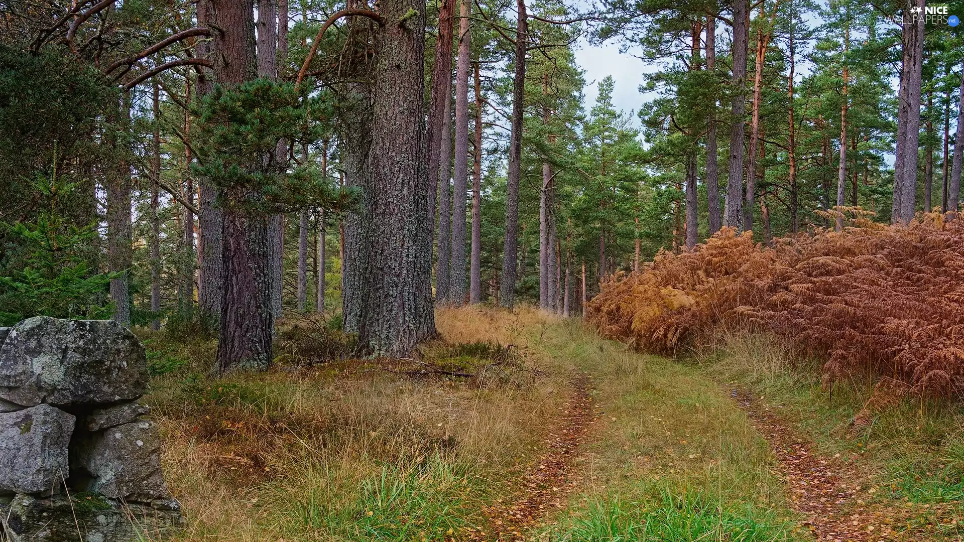 viewes, Stones, Bush, Way, grass, trees, autumn, Leaf