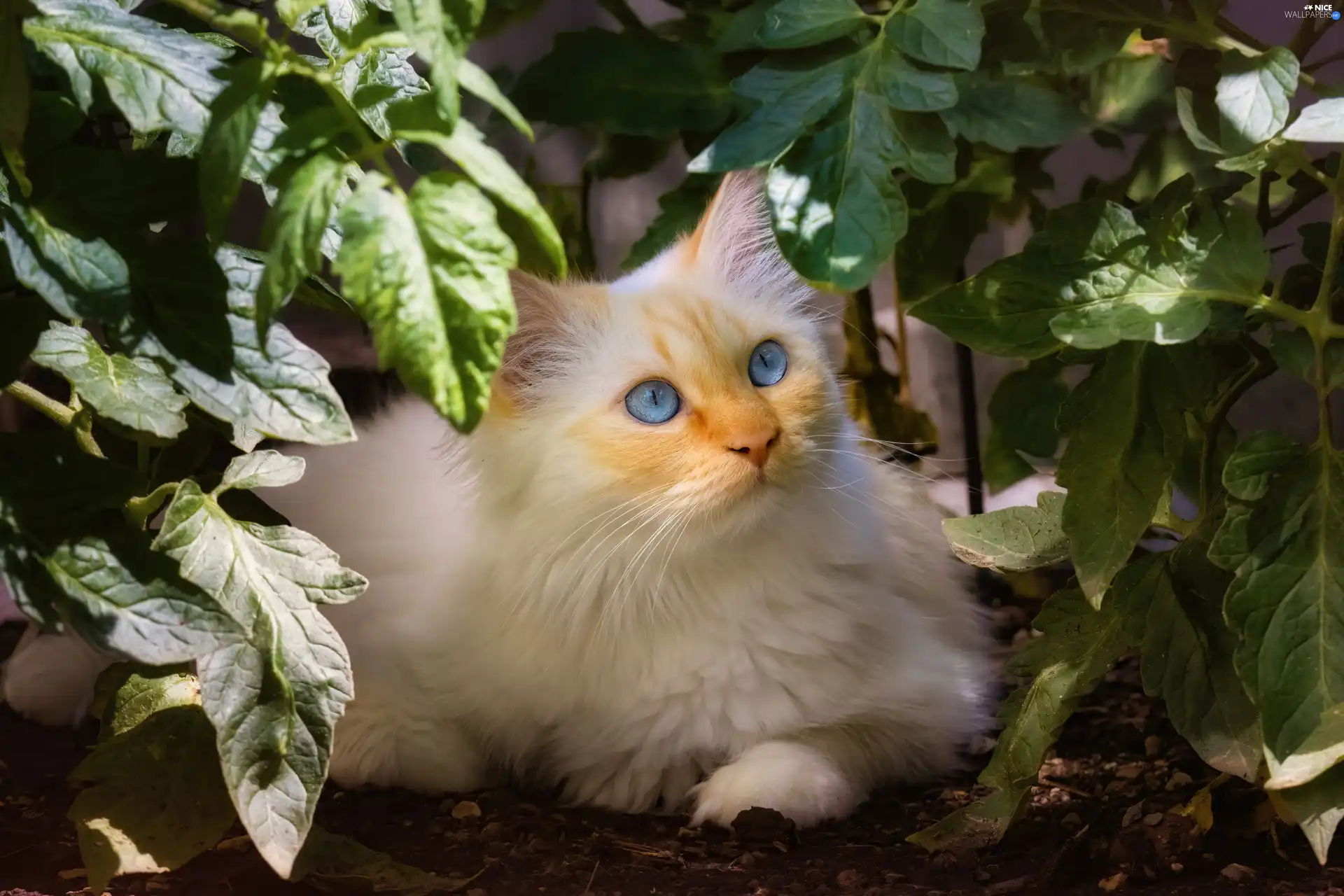 Blue, White, plant, Leaf, Eyes, cat