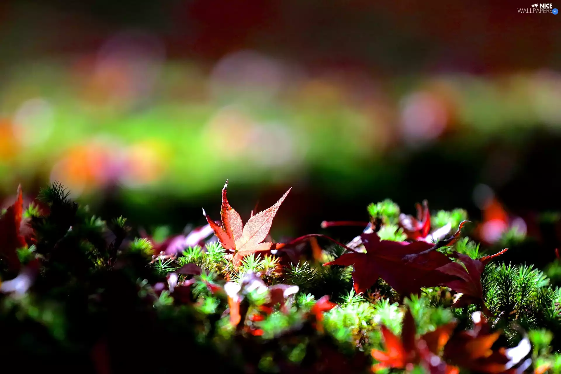 color, Moss, Close, Leaf