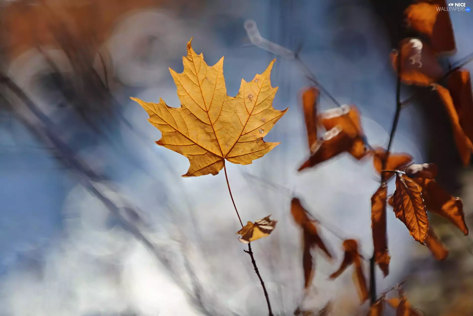 Leaf, autumn, Colored