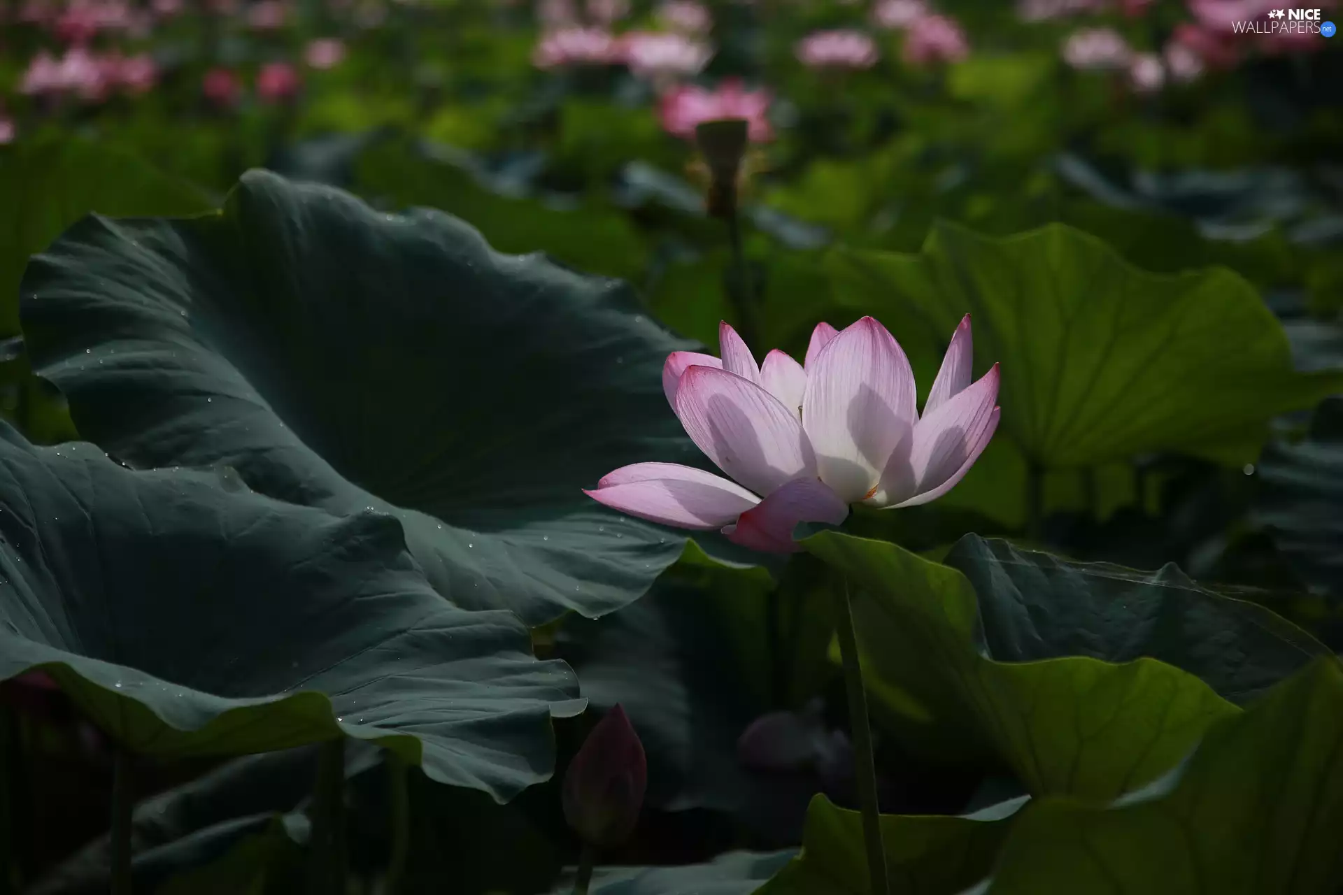 Leaf, ligh, shadow, sun, luminosity, lotus, Colourfull Flowers, flash