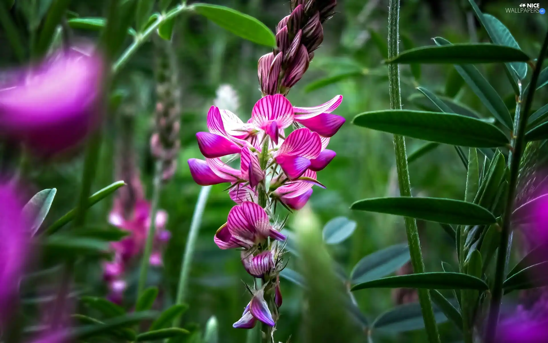 Vetch, Pink, Leaf, Colourfull Flowers