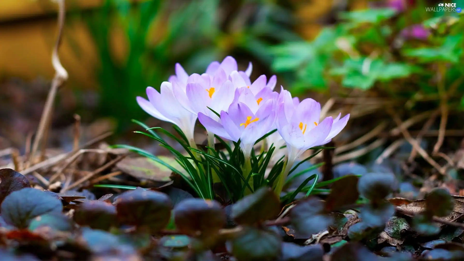 Leaf, cluster, crocus