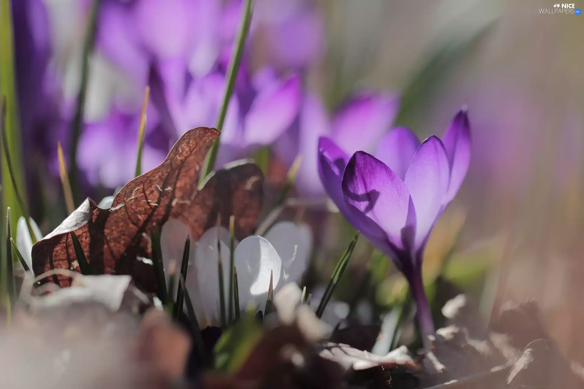 leaf, Violet, crocus