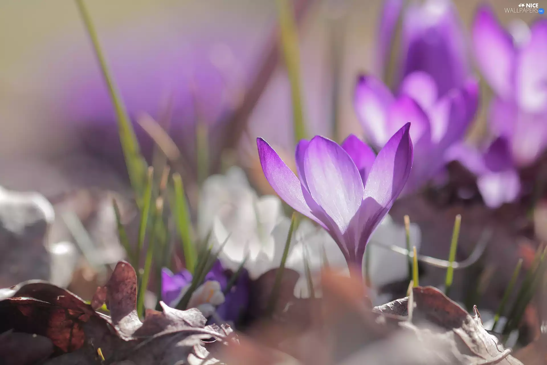 Leaf, Violet, crocus