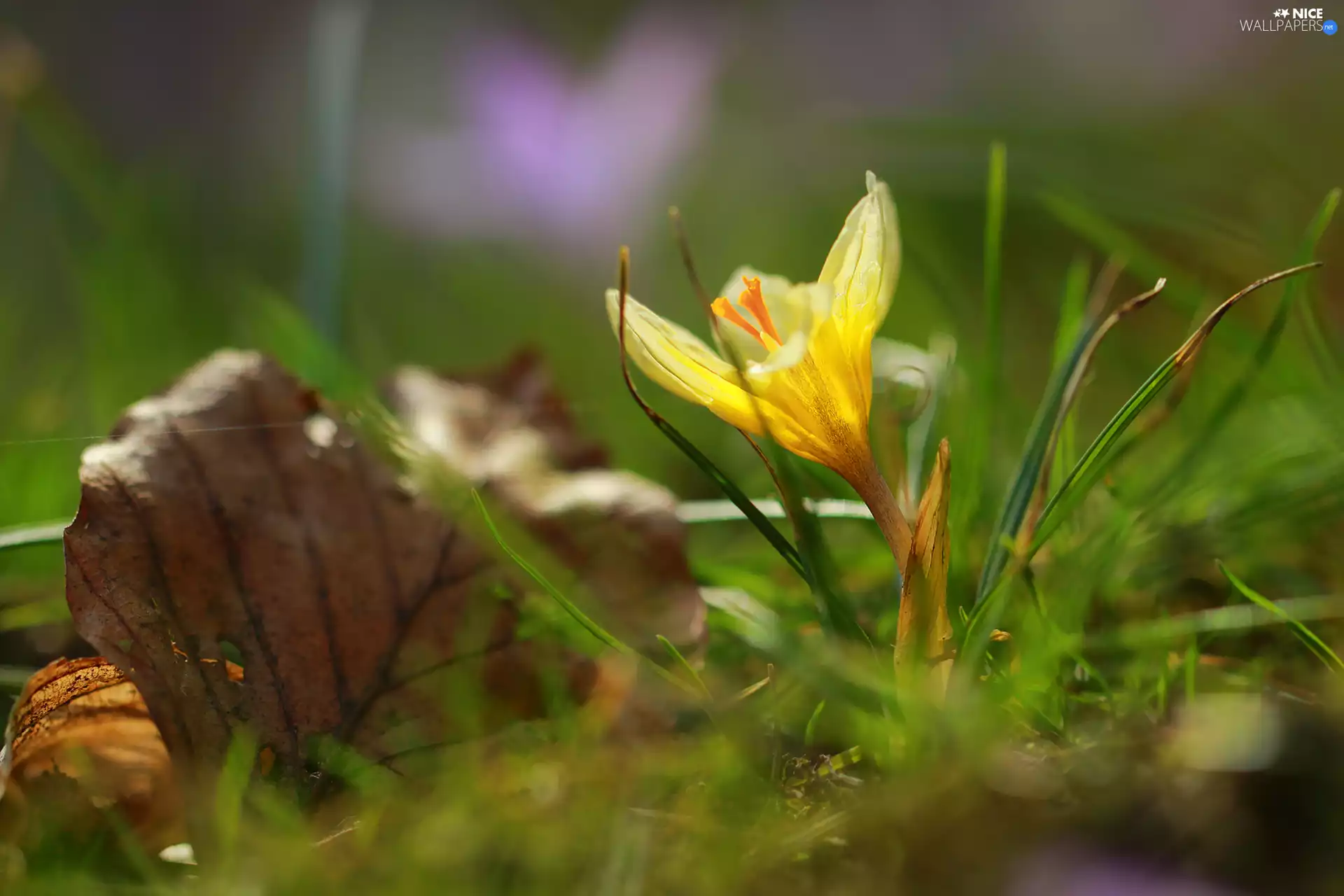 leaf, Yellow, crocus