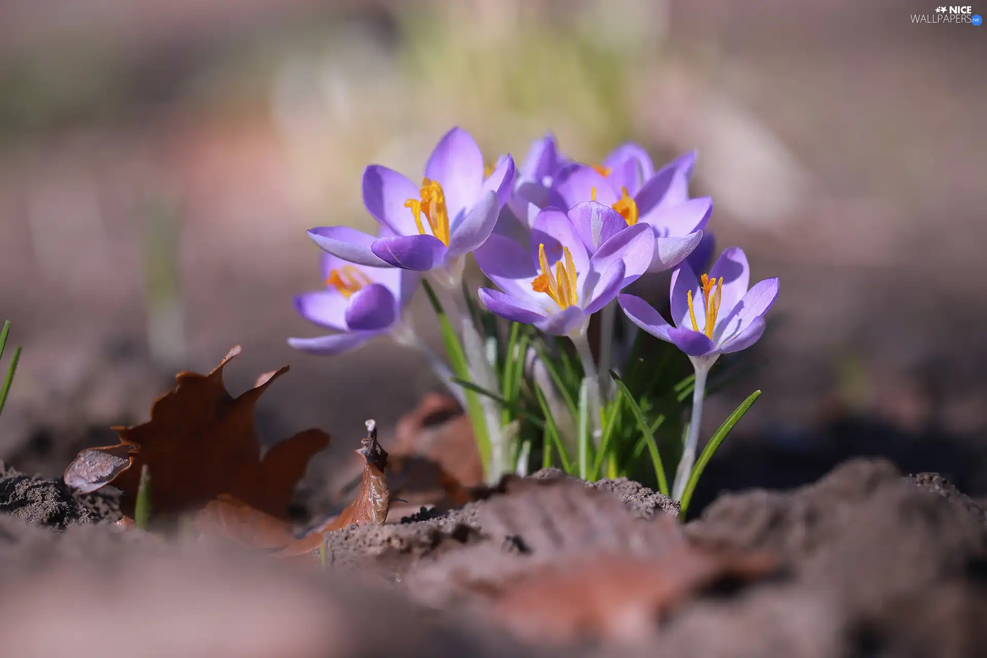 cluster, Leaf, crocuses, Flowers, lilac