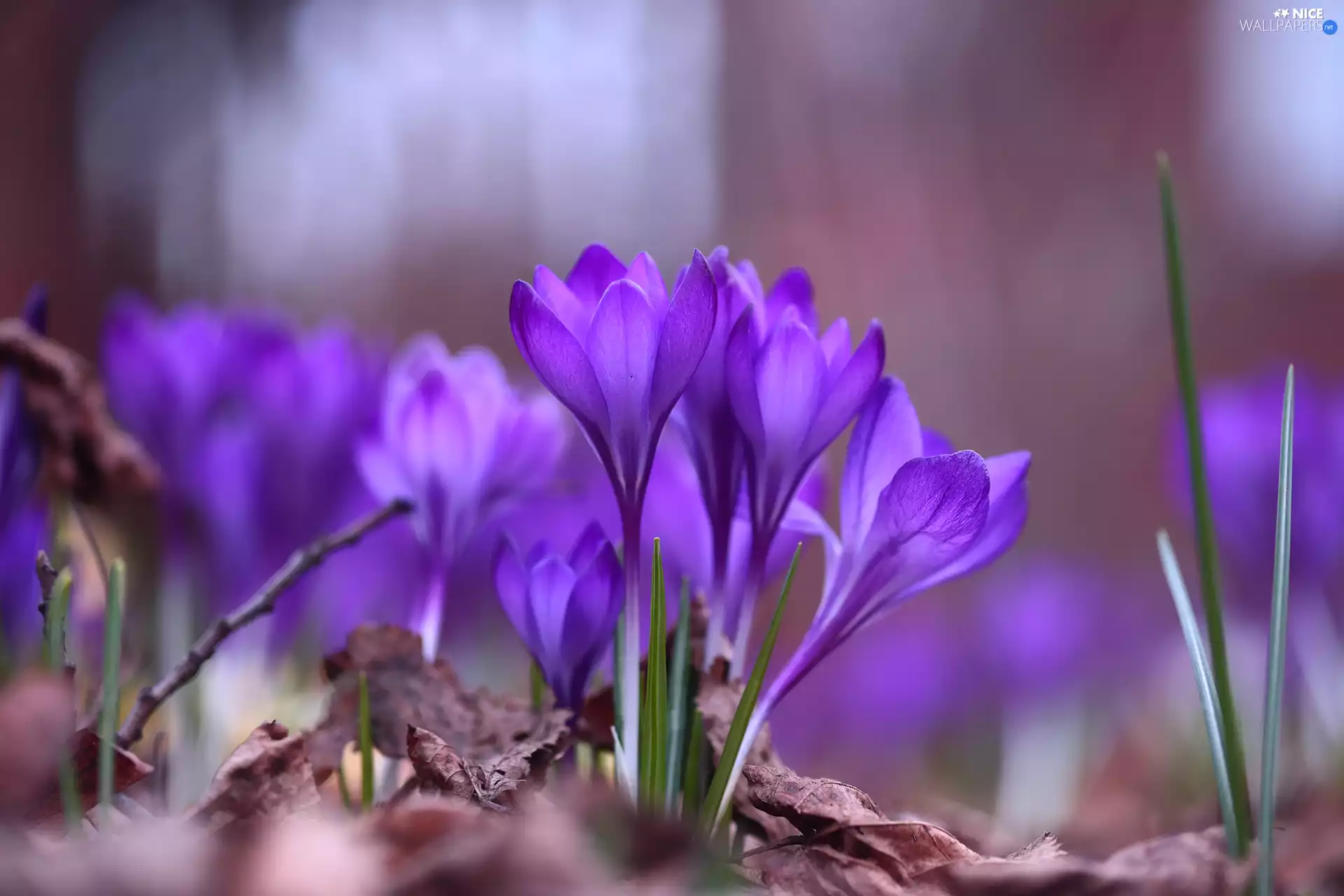 Flowers, Leaf, crocuses, cluster, purple