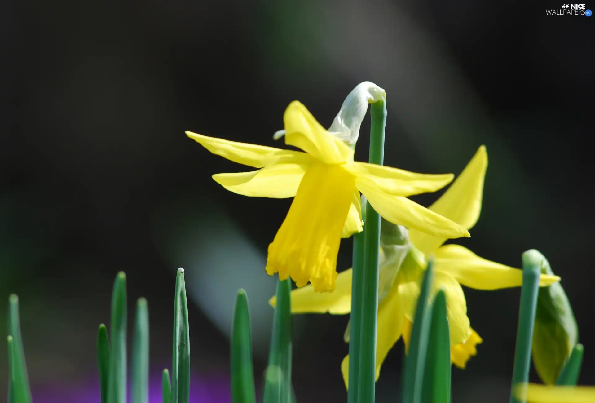 Leaf, Three, Daffodils