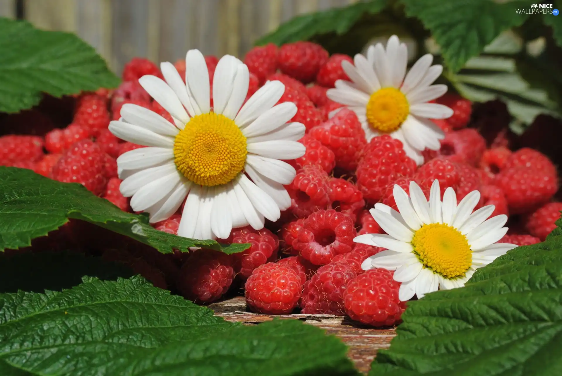 Leaf, raspberries, daisies