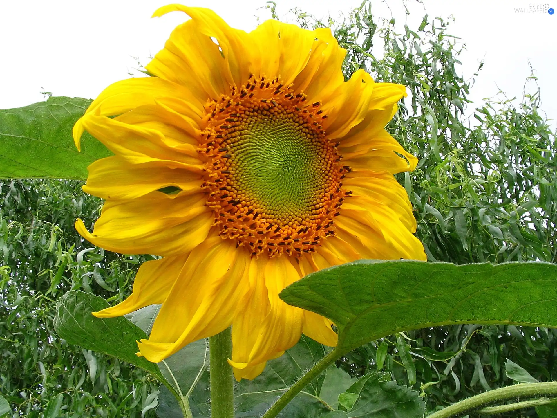 Leaf, Sunflower, decorated