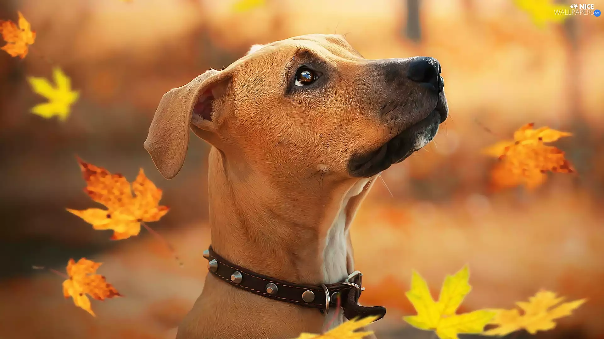 Rhodesian ridgeback, dog, Leaf, graphics, Falling, Puppy
