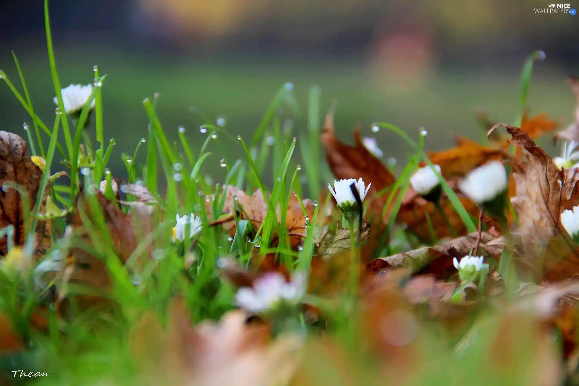 Leaf, droplets, daisies, dry, grass