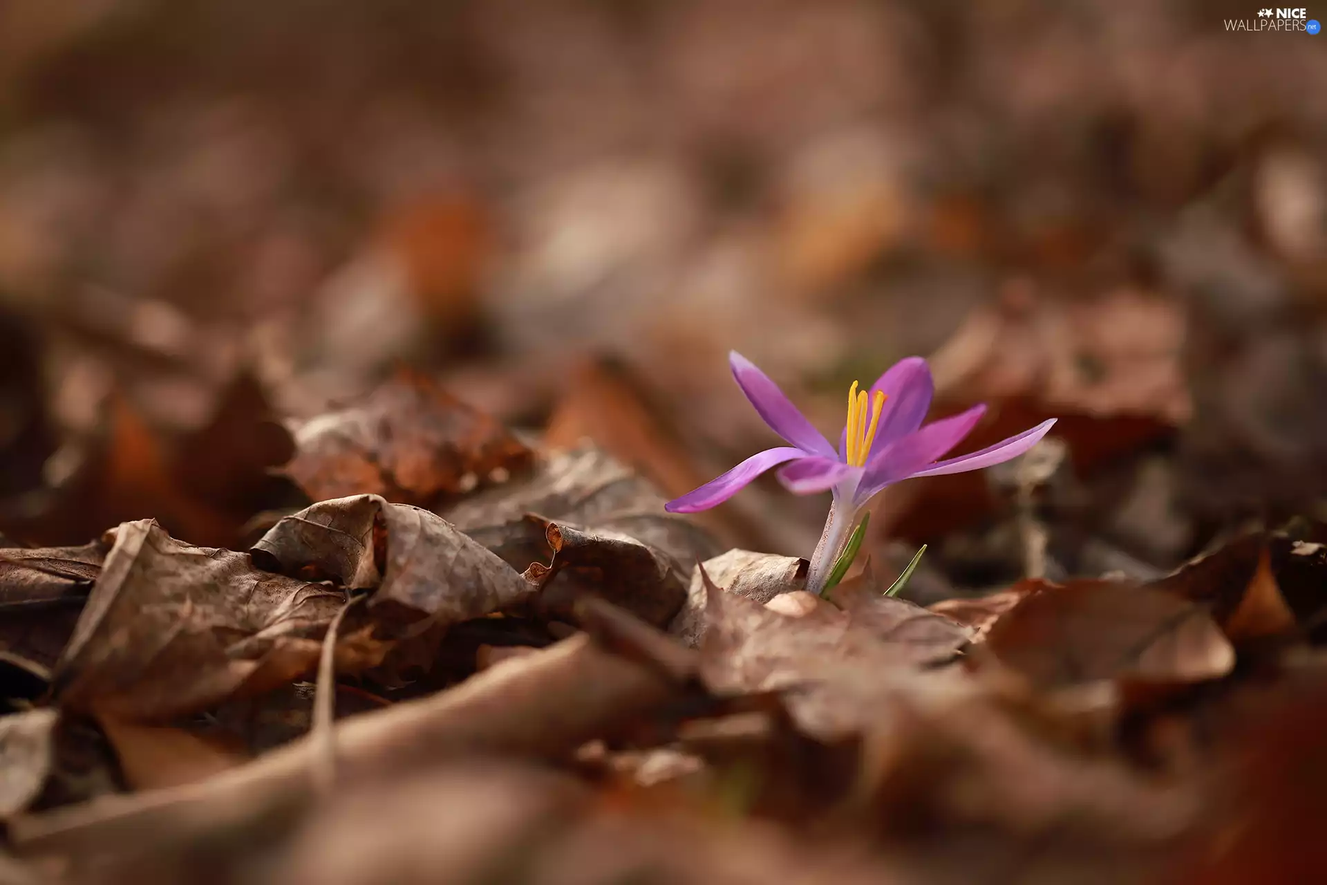 Leaf, crocus, dry