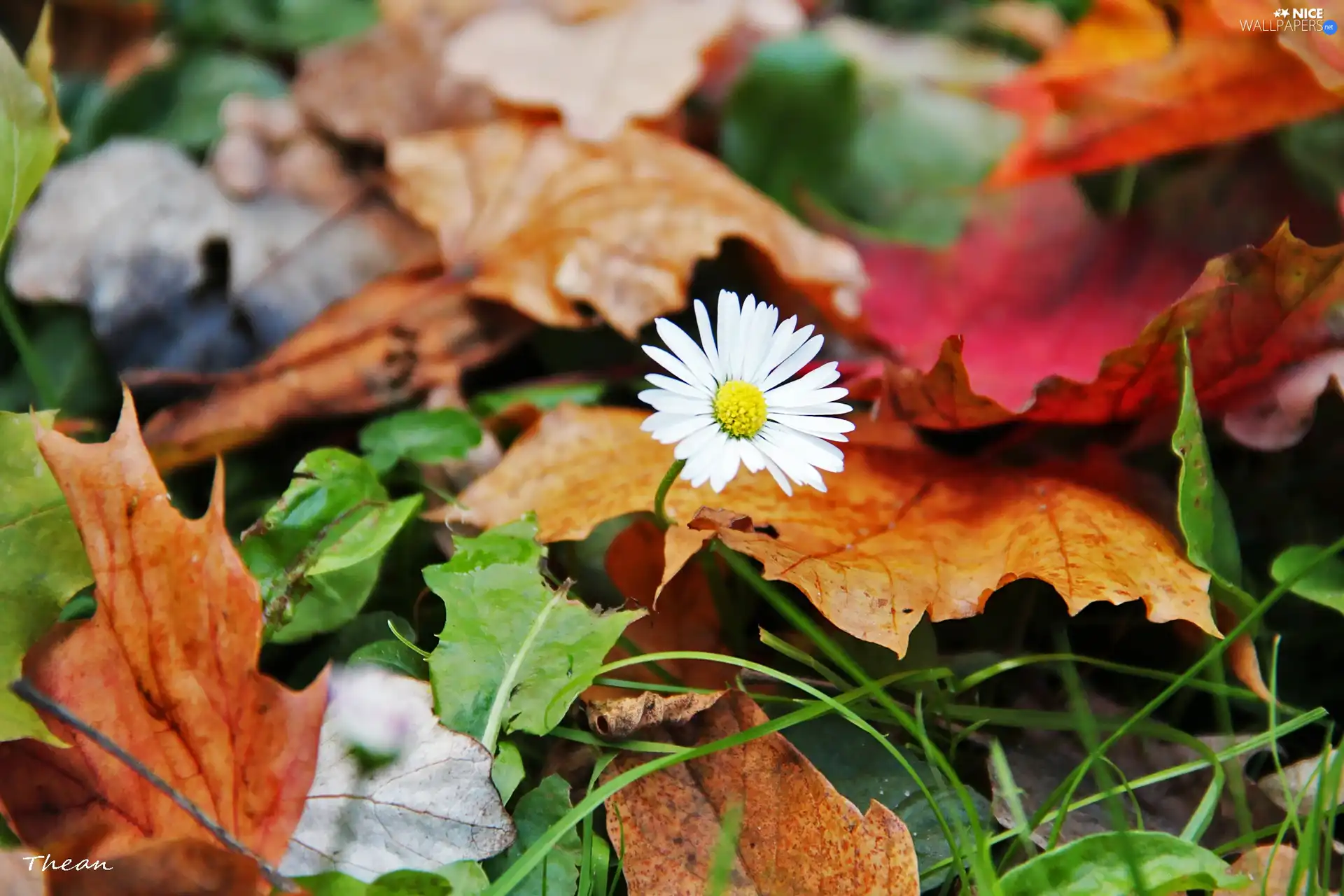 Leaf, daisy, dry