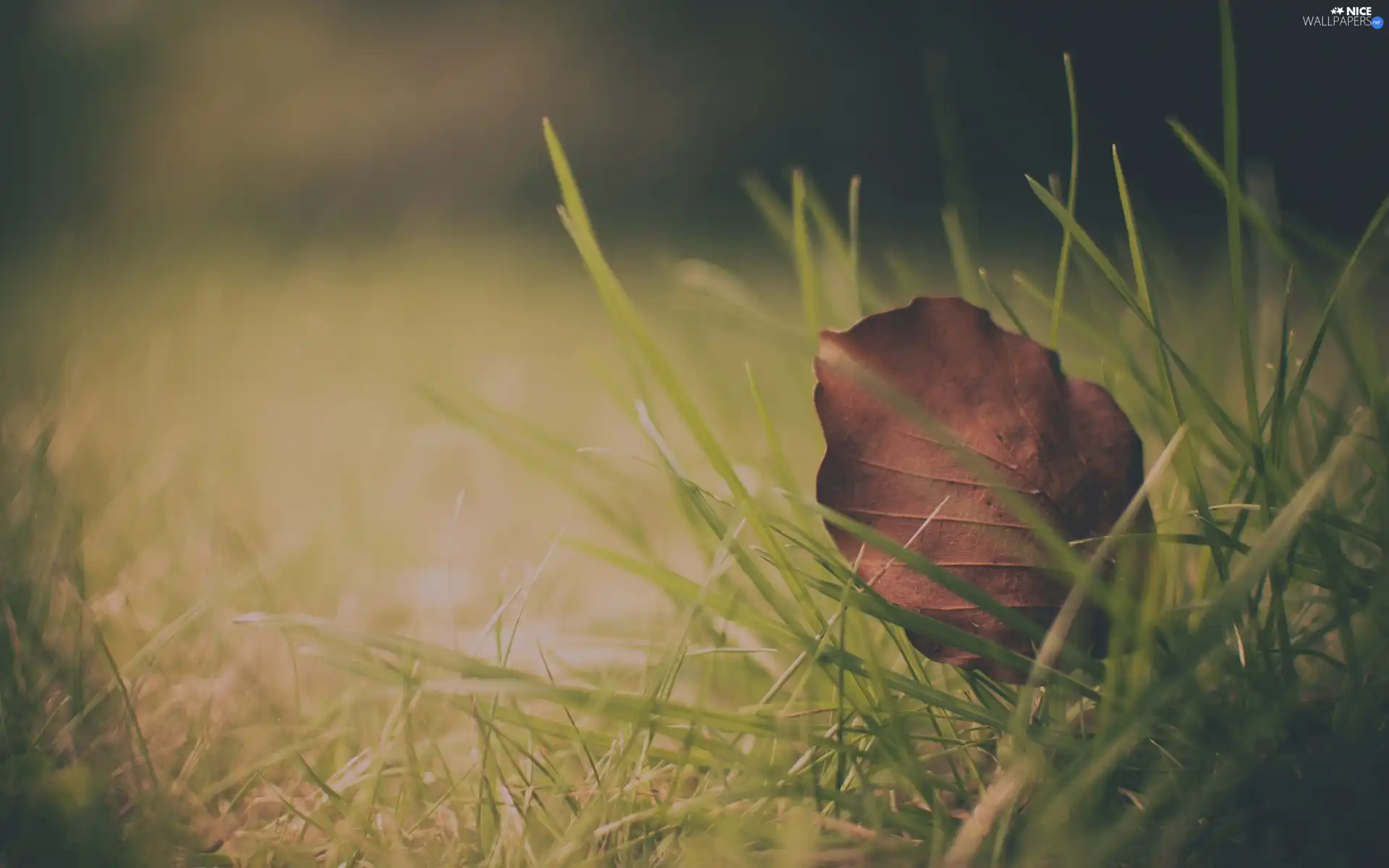 leaf, grass, dry