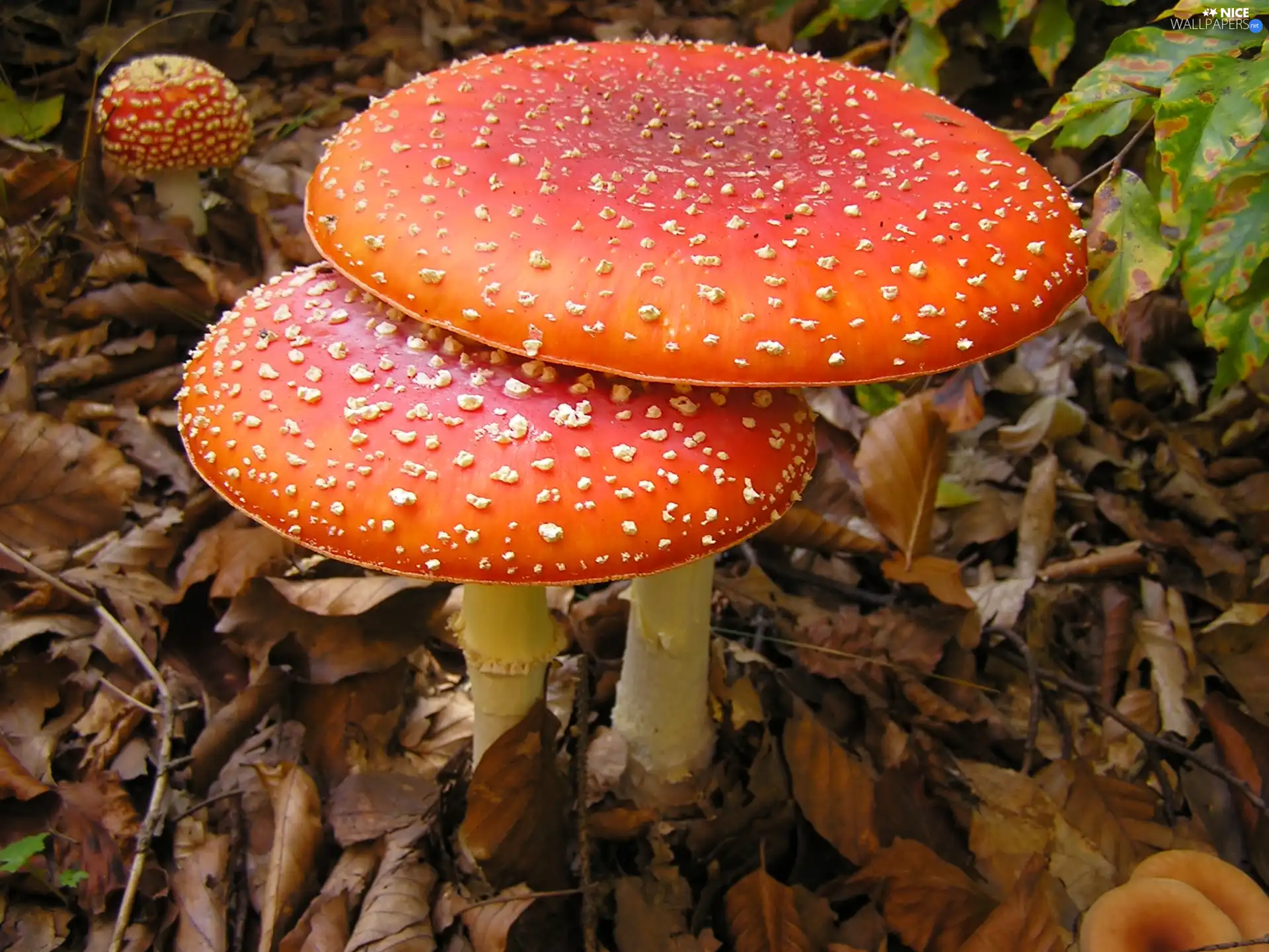 Leaf, toadstools, dry