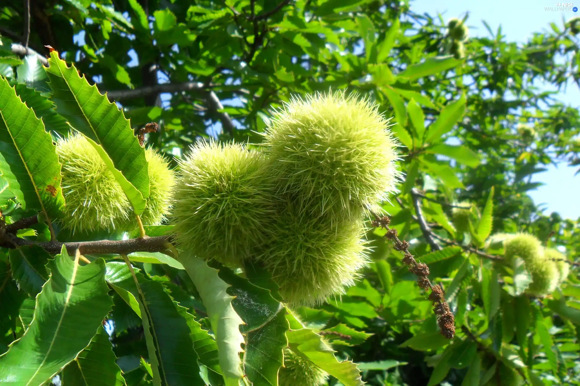 Leaf, chestnuts, edible