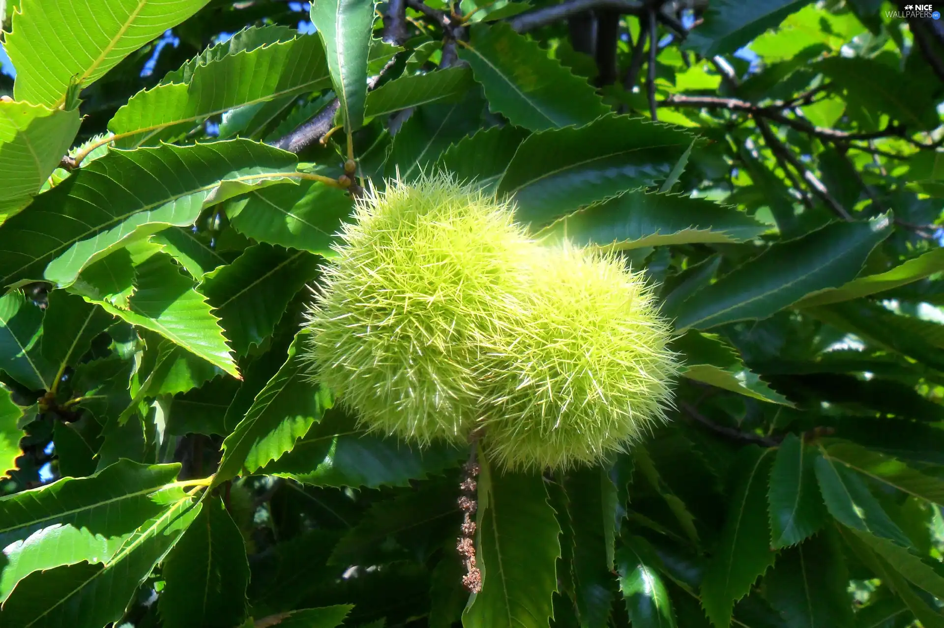 Leaf, chestnuts, edible