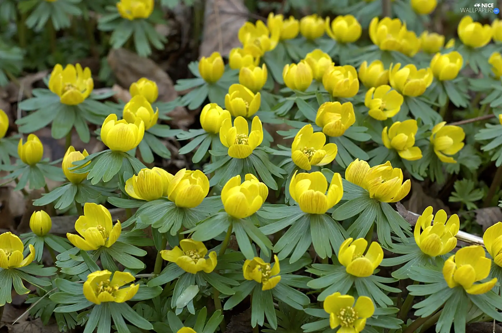 Eranthis, withered, Leaf, winter