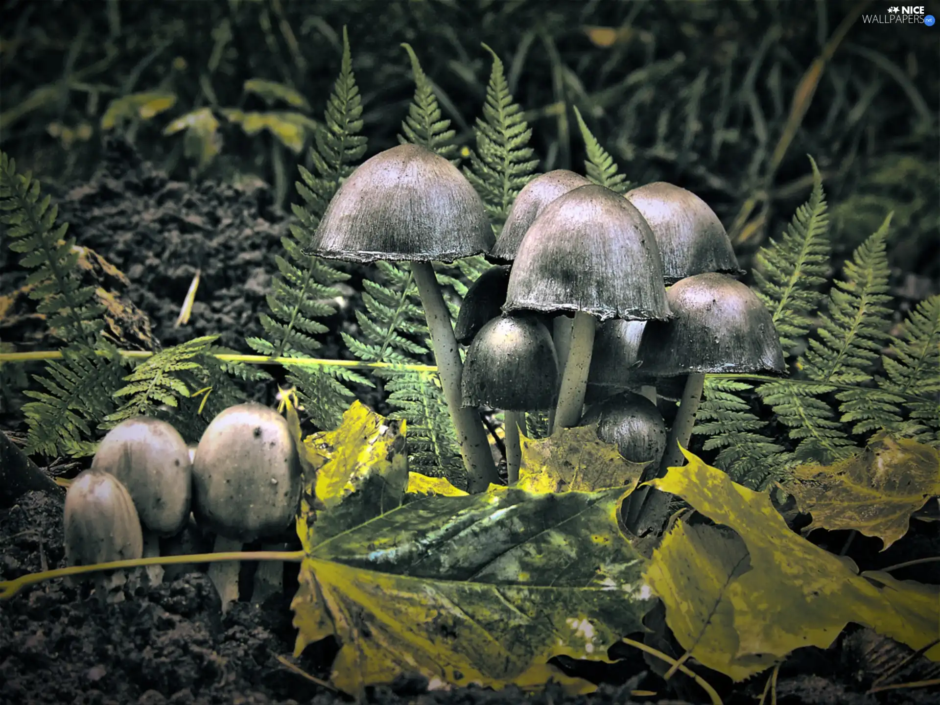 Leaf, toadstools, fern