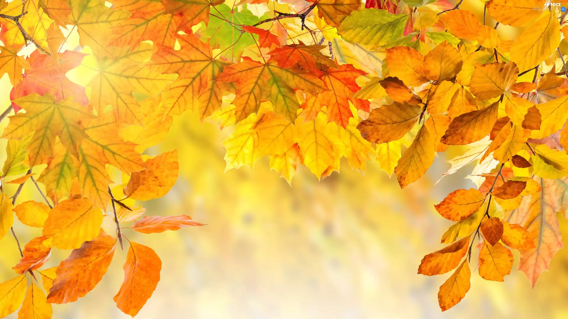 ligh, Autumn, flash, Leaf, Yellow, sun, luminosity