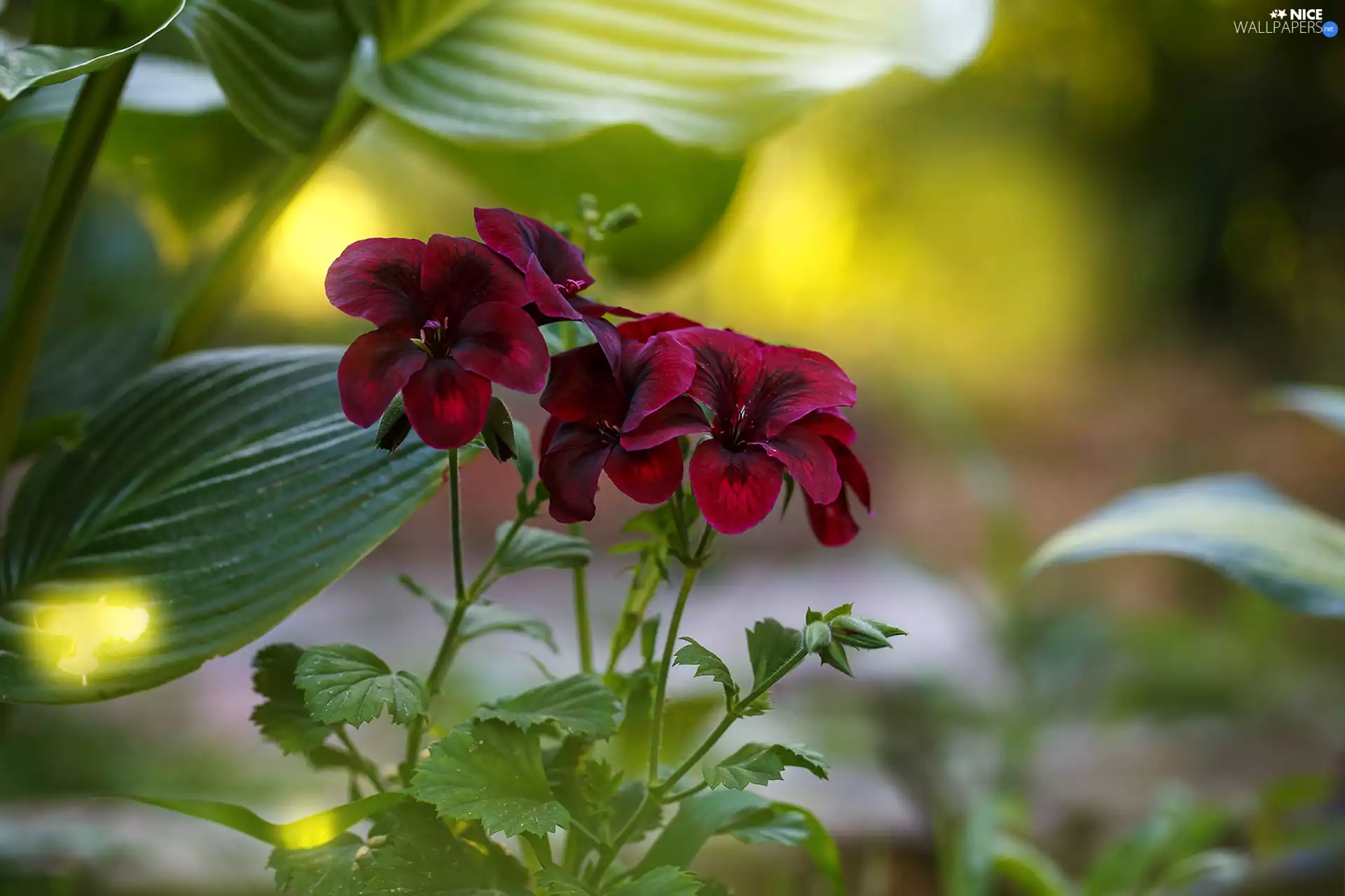 ligh, Flowers, flash, Leaf, claret, sun, luminosity