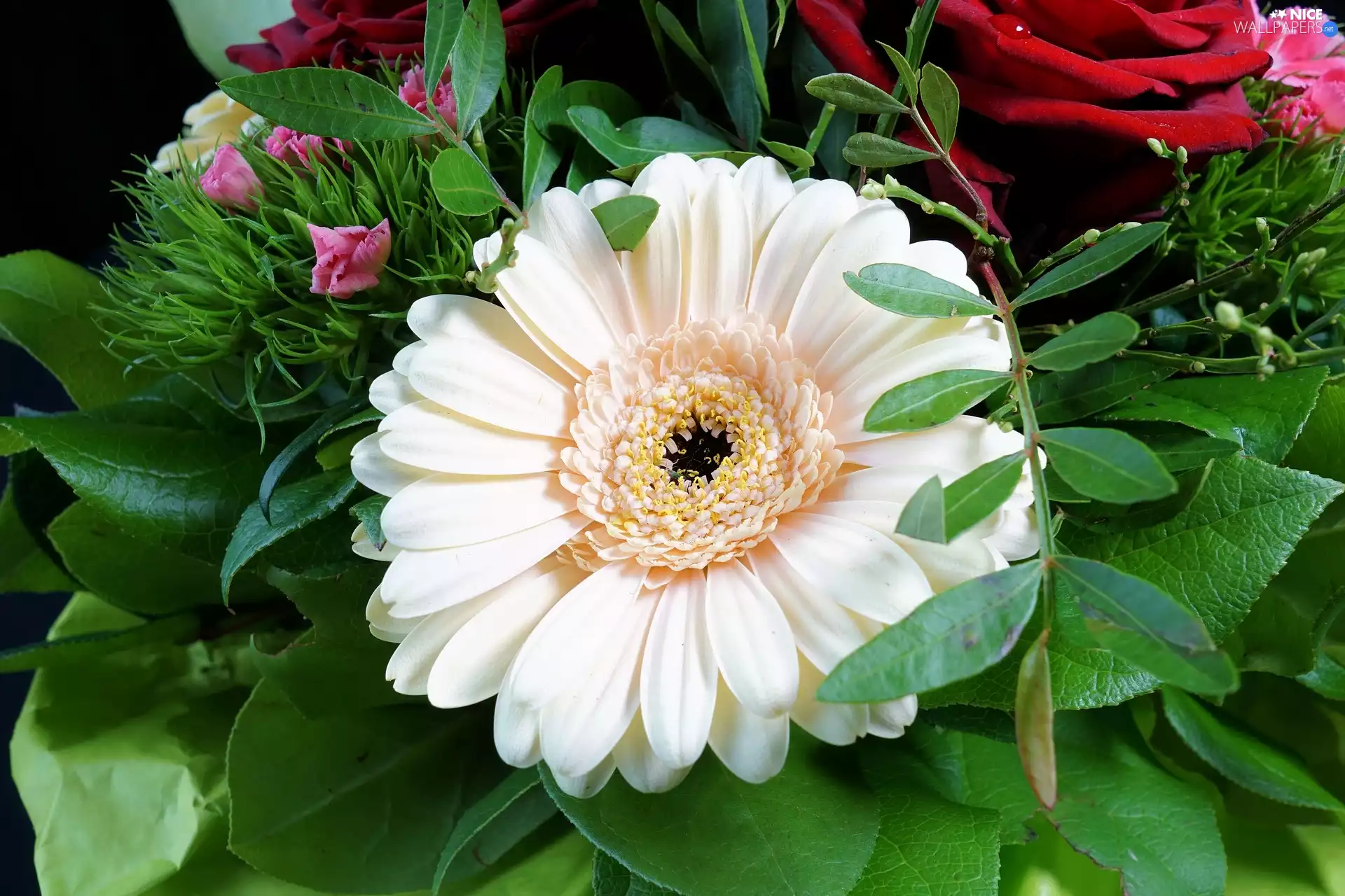 Plants, decorative, Gerbera, Leaf, Colourfull Flowers