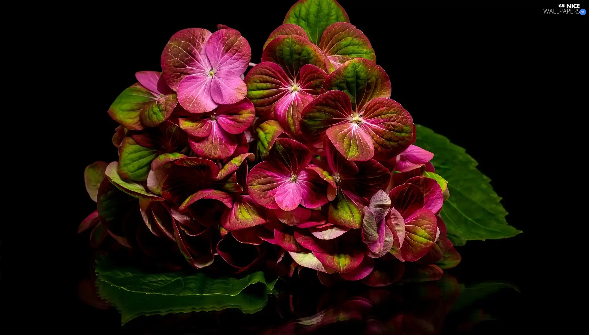 dark, background, hydrangea, Leaf, Colourfull Flowers