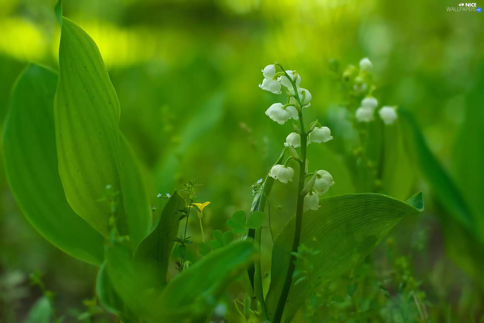 Leaf, lilies, Flowers