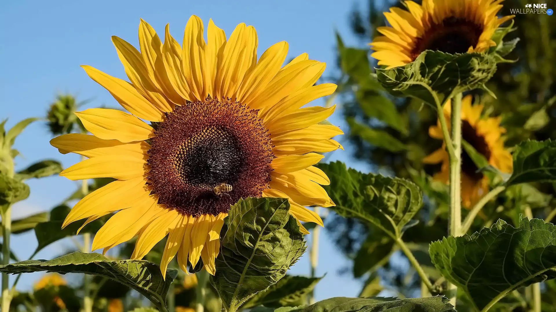Leaf, Sunflower, Flowers