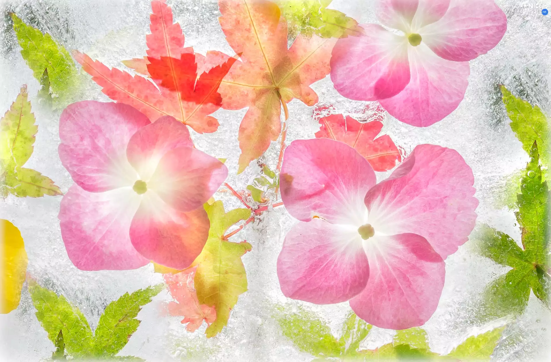Flowers, water, texture, Leaf