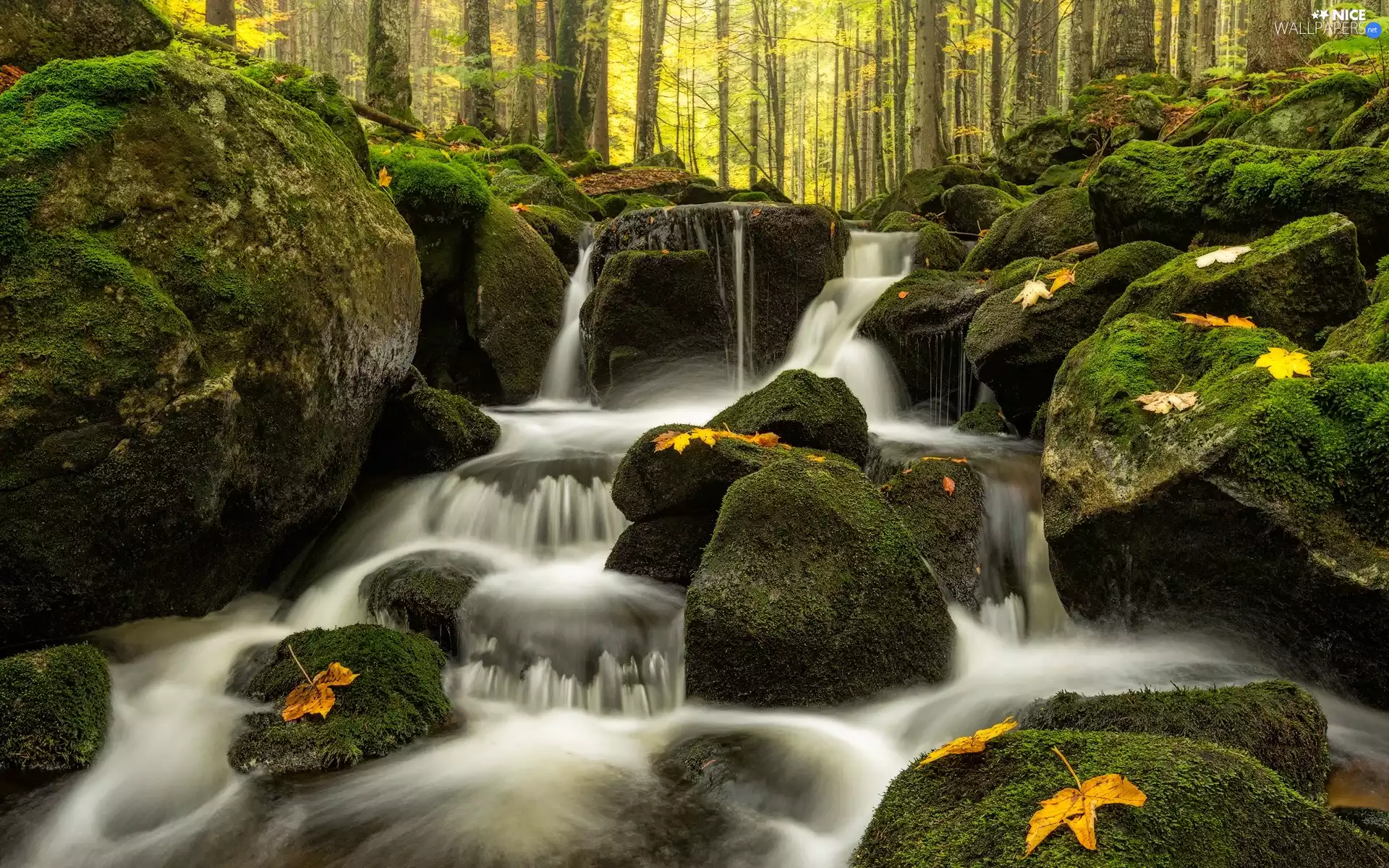 mossy, stream, forest, Leaf, Stones, flux