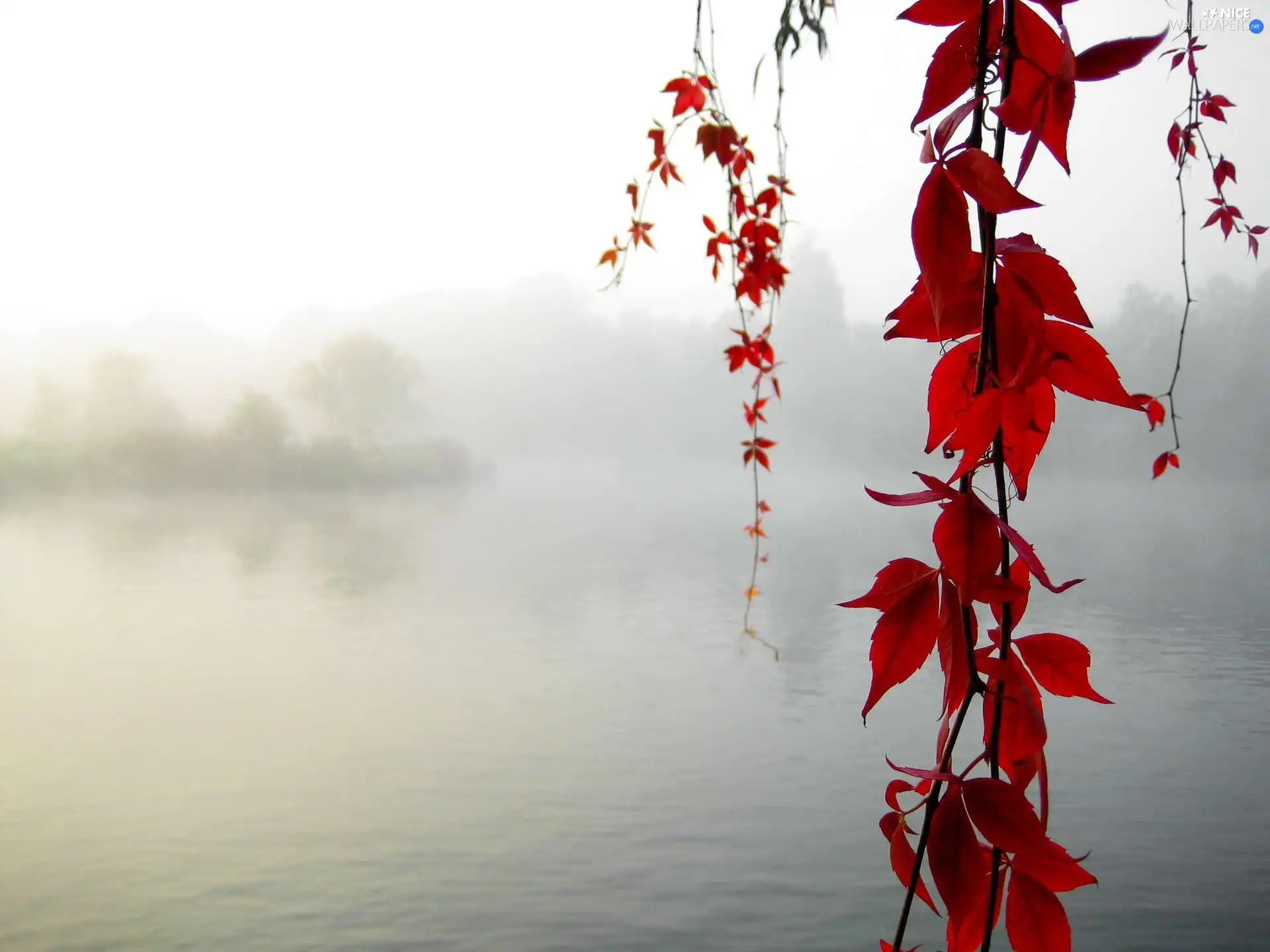 Fog, Red, Leaf, lake