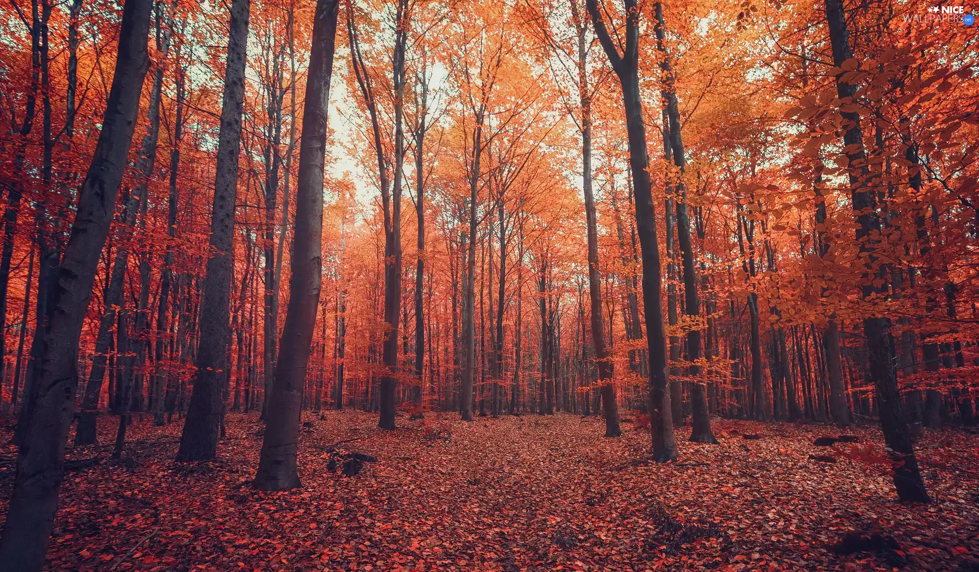 trees, autumn, fallen, Leaf, viewes, forest